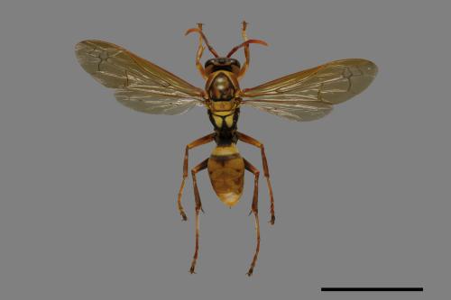 Polistes formosanus[00093916]