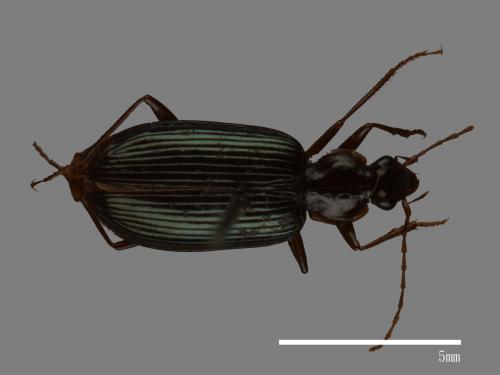 <已分類>Family：Carabidae[步行蟲科][00086148]