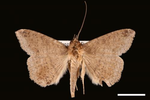 Ericeia inangulata[00028752]