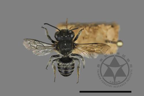 <已分類>Genus：Megachile[切葉蜂屬][00197152]