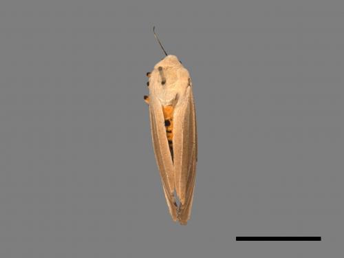 Creatonotos transiens vacillans[八點燈蛾][00022338]