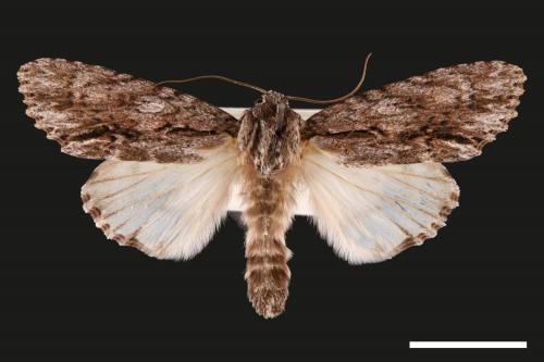 Acronicta denticulata pernivea[00031975]