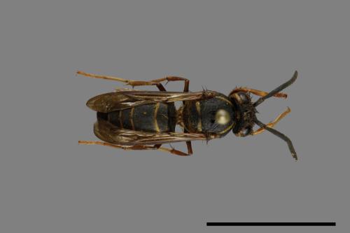 Vespula flaviceps[細黃胡蜂][00073051]