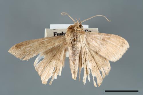 <已分類>Genus：Ericeia[00006489]