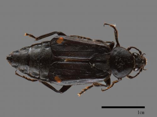 Diamesus osculans[00095811]
