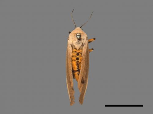 Creatonotos transiens vacillans[八點燈蛾][00025192]