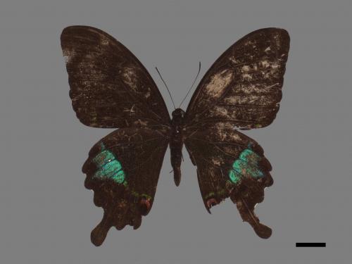 Papilio hermosanus[琉璃紋鳳蝶][00024800]