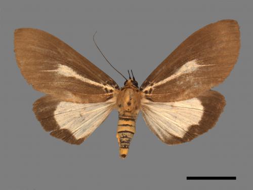 Asota heliconia zebrina[圓端擬燈蛾][00045560]