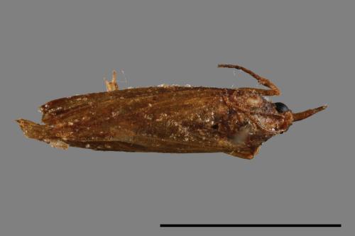 <已分類>Family：Crambidae[草螟科][00050550]