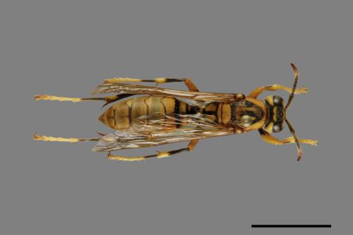 Polistes rothneyi[黃長腳蜂][00073605]