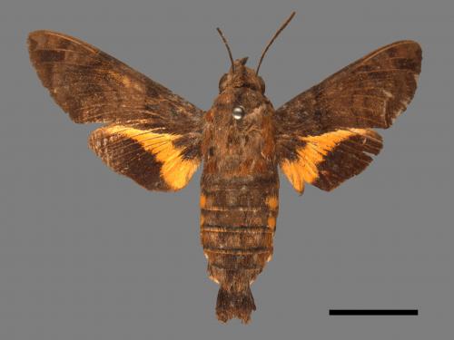 Macroglossum pyrrhosticta[黃斑長喙天蛾][00016546]