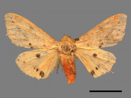 Spilarctia fumida[煙污燈蛾][00051325]
