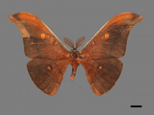 Antheraea formosana[紅目天蠶蛾][00016238]