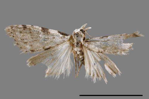 <已分類>Family：Noctuidae[夜蛾科][00011848]
