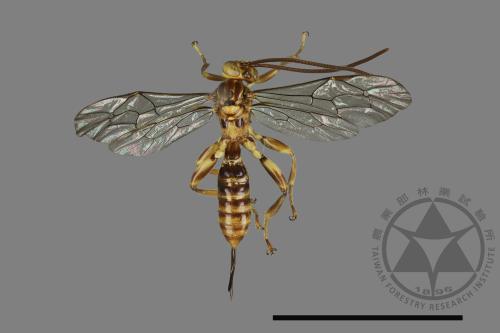 <已分類>Family：Ichneumonidae[姬蜂科][00172286]