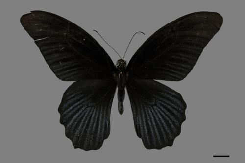 Papilio memnon heronus[大鳳蝶][00101309]