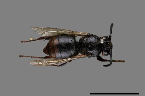 Vespula flaviceps[細黃胡蜂][00073487]
