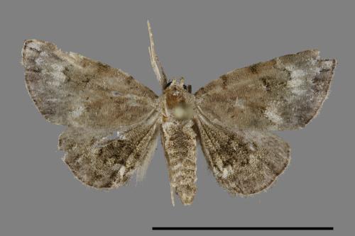 Mataeomera biangulata[00100417]