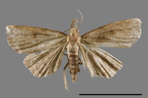 Herminia terminalis[00011650]