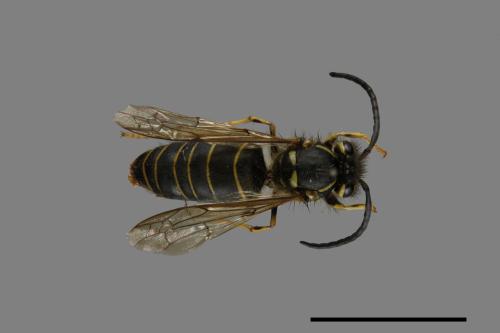 Vespula flaviceps[細黃胡蜂][00073344]