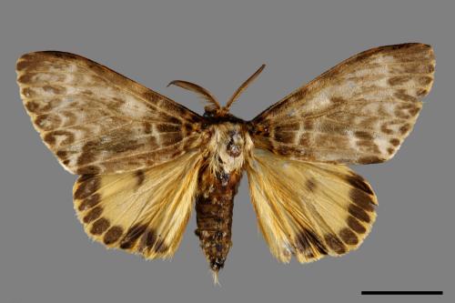Lymantria mathura subpallida[波斑毒蛾][00020630]