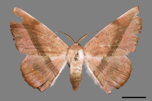 Sarcinodes yayeyamanus[一線沙尺蛾][00044519]