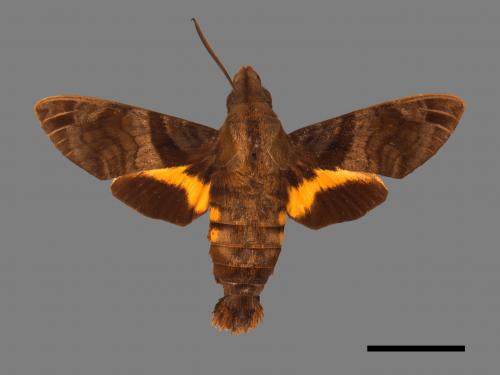 Macroglossum pyrrhosticta[黃斑長喙天蛾][00016547]