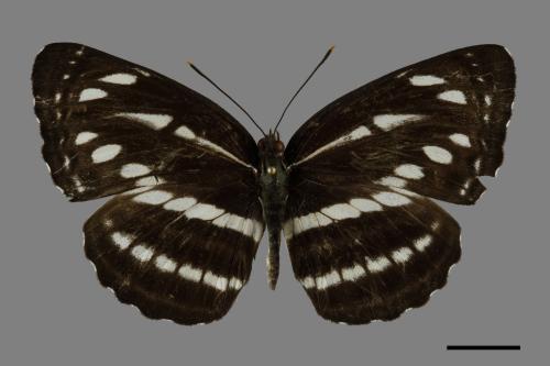 Neptis nata lutatia[臺灣三線蝶][00101112]