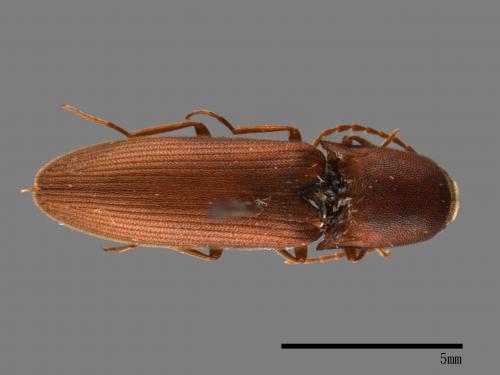 <已分類>Family：Elateridae[叩頭蟲科][00046975]