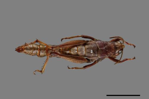 <已分類>Order：Orthoptera[直翅目][00086959]