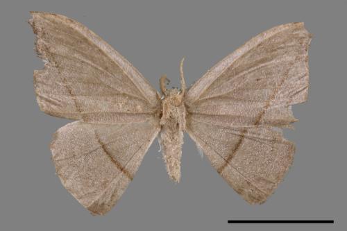 Albara reversaria opalescens[單帶鉤蛾][00051709]