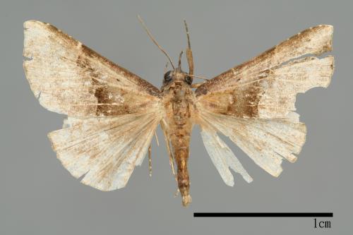 Hypena gonospilalis[00009951]