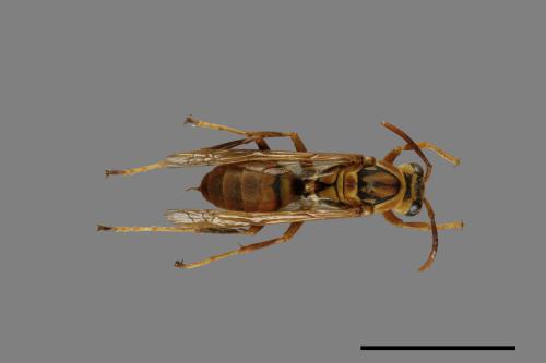 Polistes formosanus[00026238]