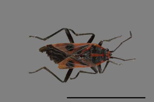 Spilostethus hospes hospes[箭痕腺長蝽][00079574]