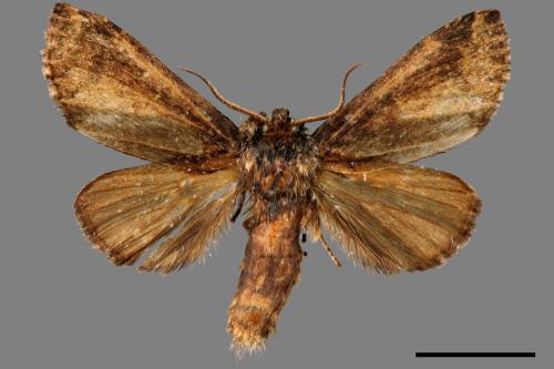 Neodrymonia seriatopunctata[黃肩舟蛾][00055804]