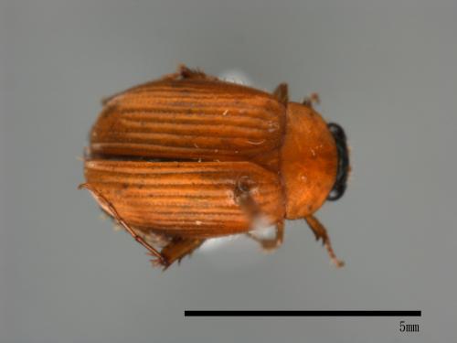 <已分類>Family：Scarabaeidae[金龜子科][00046877]