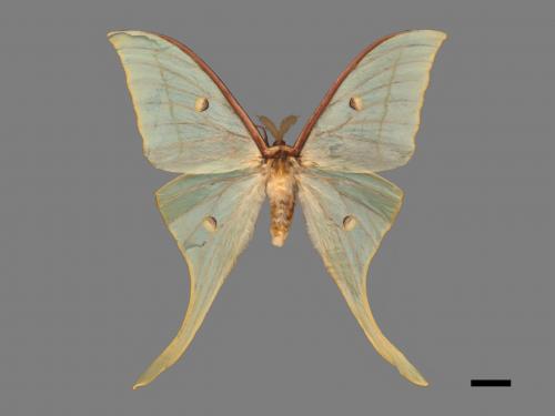 Actias selene ningpoana[長尾水青蛾][00105523]