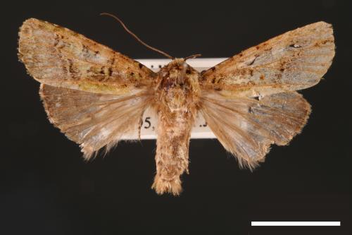 Euplexidia angusta[00001934]