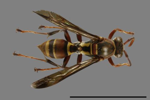 Polistes stigma[00119386]