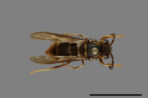 Vespula arisana[阿里山黃胡蜂][00072853]