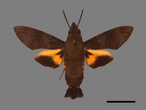 Macroglossum corythus luteata[黃紋長喙天蛾][00017885]