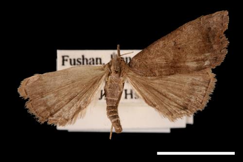 Zanclognatha terminalis[00011556]