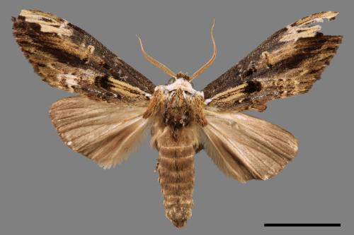 Hexafrenum maculifer maculifer[斑白頸異齒舟蛾][00057323]