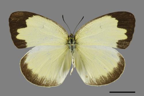 Eurema blanda arsakia[臺灣黃蝶][00101182]