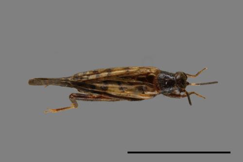 <已分類>Family：Gryllidae[蟋蟀科][00040421]