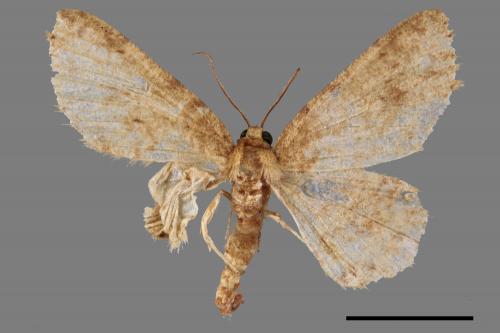 Ectropis bhurmitra[淡猗尺蛾][00053913]