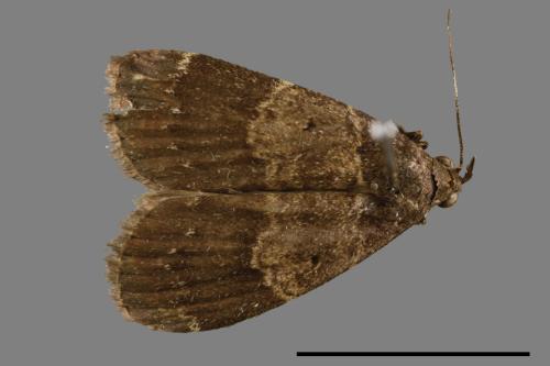 <已分類>Family：Noctuidae[夜蛾科][00010830]