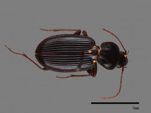 <已分類>Family：Carabidae[步行蟲科][00081991]