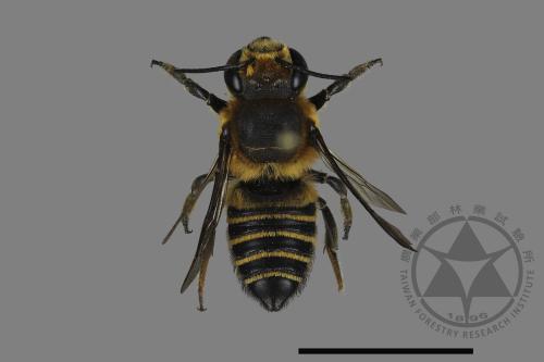 Megachile taiwanicola[台灣切葉蜂][00198561]