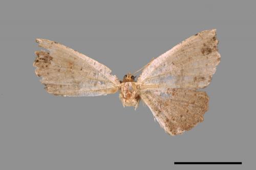 <已分類>Family：Geometridae[尺蠖蛾科][00069736]